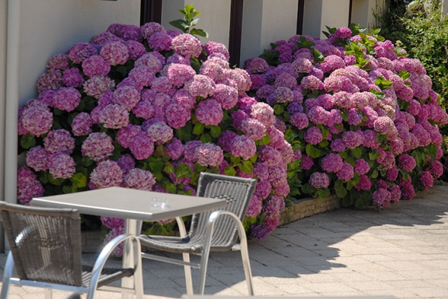 Terrasse arrière rhododendron